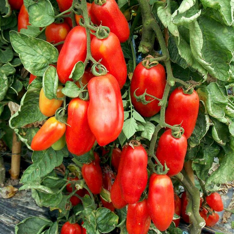 tomatensaus San Marzano